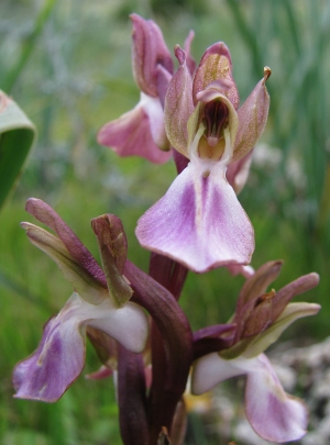 Anacamptis collina